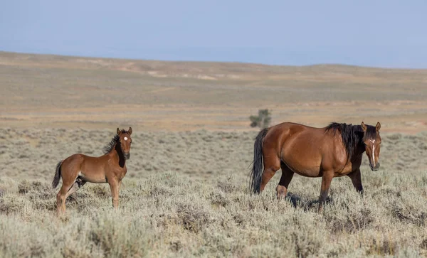 Dzika Klacz Źrebak Latem Pustyni Wyoming — Zdjęcie stockowe