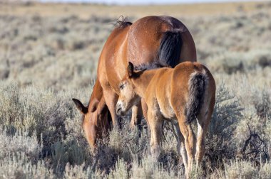 Yazın Wyoming Çölü 'nde vahşi bir kısrak ve tay.
