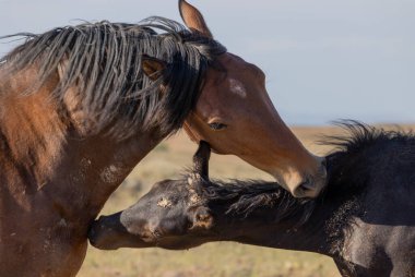 wild horses in summer in the Wyoming desert