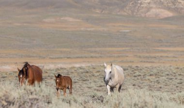 wild horses in summer in the Wyoming desert