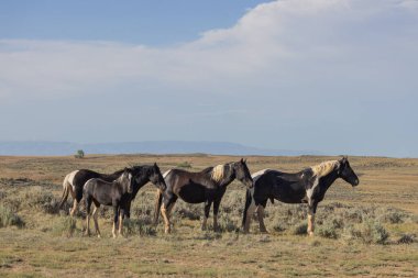 wild horses in summer in the Wyoming desert