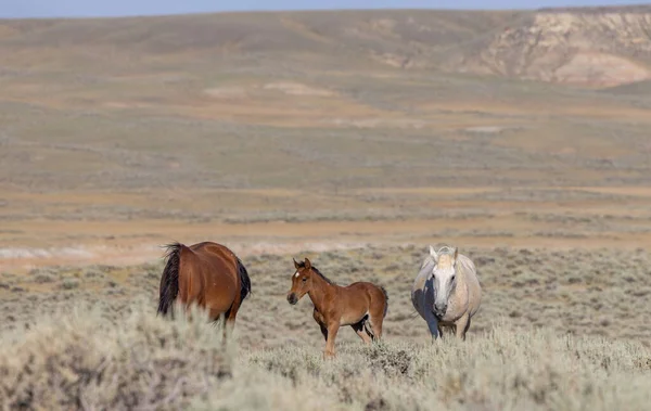 Wild Horses Summer Wyoming Desert — 스톡 사진