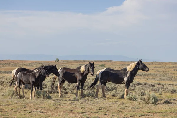 Wild Horses Summer Wyoming Desert — Stok Foto