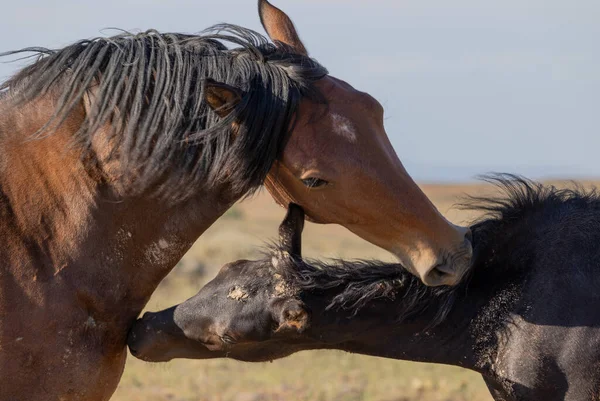 Wild Horses Summer Wyoming Desert — Stock Fotó