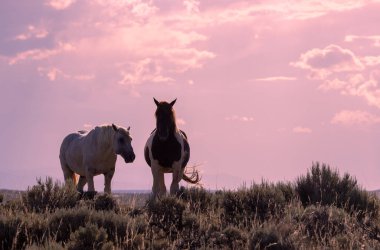 wild horses in summer in the Wyoming desert