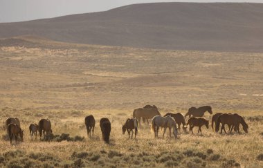 wild horses in summer in the Wyoming desert