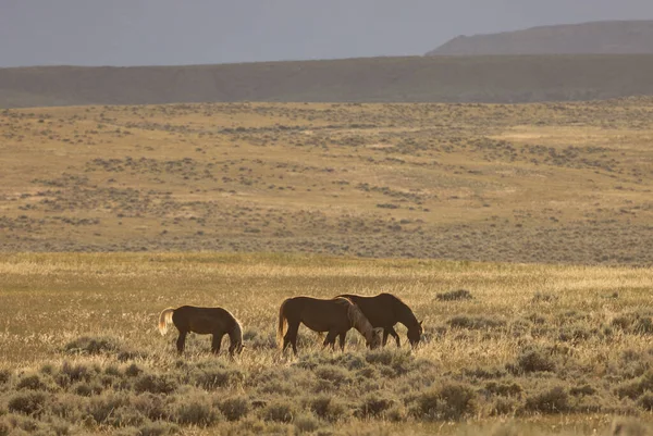 Wild Horses Summer Wyoming Desert — 스톡 사진