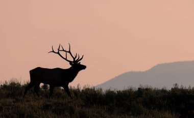 Sonbaharda Wyoming 'de tekdüze bir geyik.