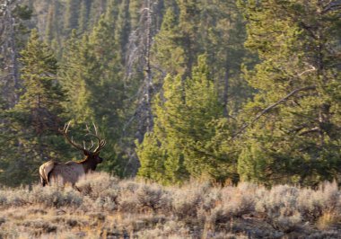 Sonbaharda Wyoming 'de tekdüze bir geyik.