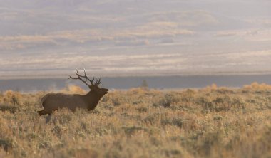 Sonbaharda Wyoming 'de tekdüze bir geyik.