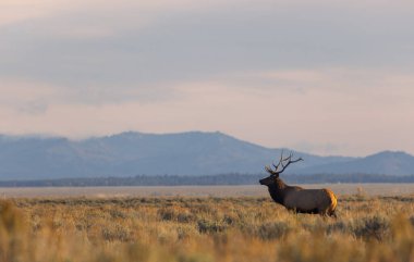 Sonbaharda Wyoming 'de tekdüze bir geyik.