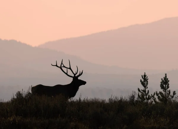 Egy Bika Jávorszarvas Rutin Alatt Wyoming Ősszel — Stock Fotó