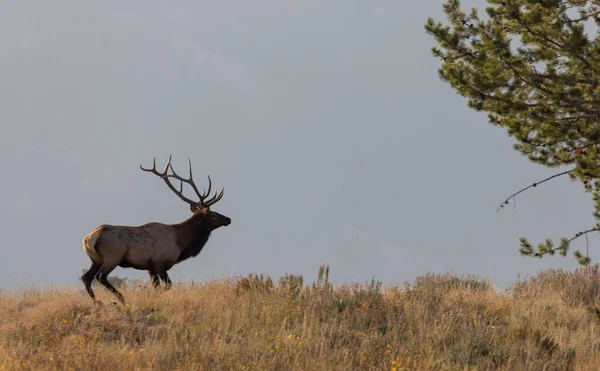 Alce Toro Durante Carreggiata Wyoming Autunno — Foto Stock
