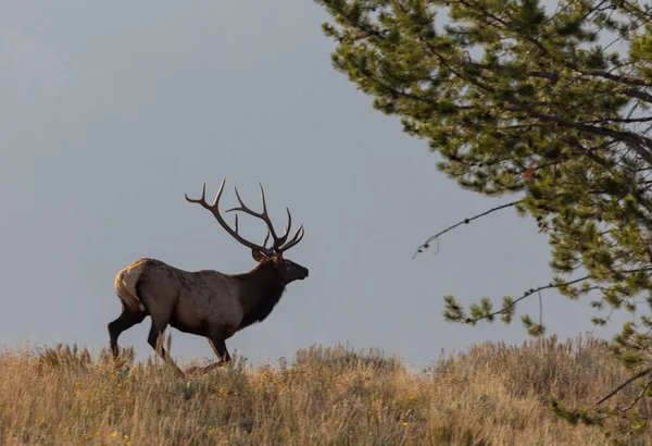 Wapiti Taureau Pendant Ornière Dans Wyoming Automne — Photo