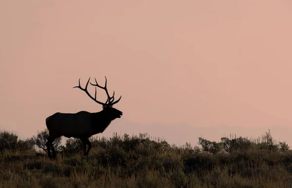 Een Stier Eland Tijdens Sleur Wyoming Herfst — Stockfoto