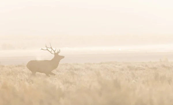 Tjurälg Ruffen Wyoming Hösten — Stockfoto