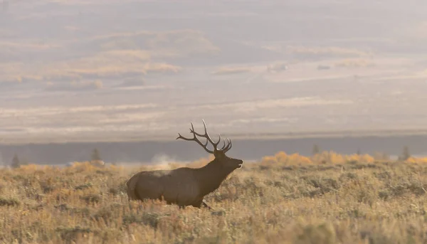 Bull Elk Rut Wyoming Autumn — Stock Photo, Image