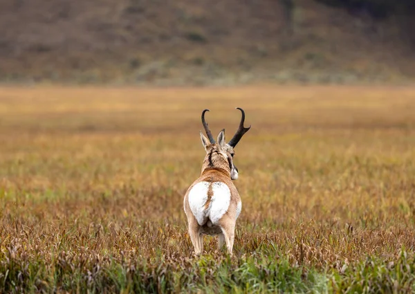 Pronghorn Antelope Buck Wyoming Autumn — Stock Photo, Image