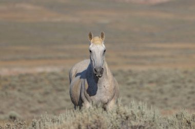 Yazın Wyoming çölünde vahşi bir at.