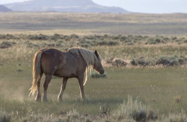 Yazın Wyoming çölünde vahşi bir at.