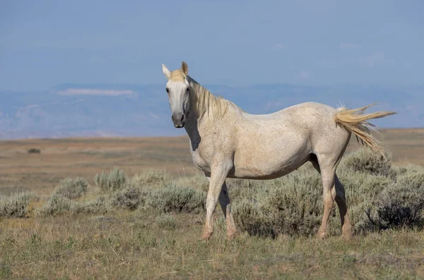 Ein Wildes Pferd Sommer Der Wüste Von Wyoming — Stockfoto