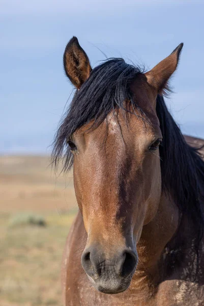Дикая Лошадь Летом Пустыне Вайоминг — стоковое фото