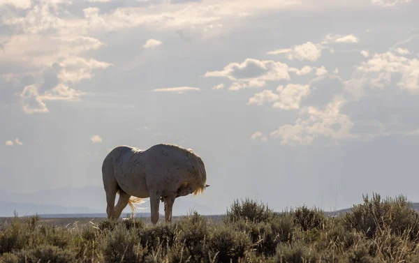 Wild Horse Summer Wyoming Desert — Stock Photo, Image