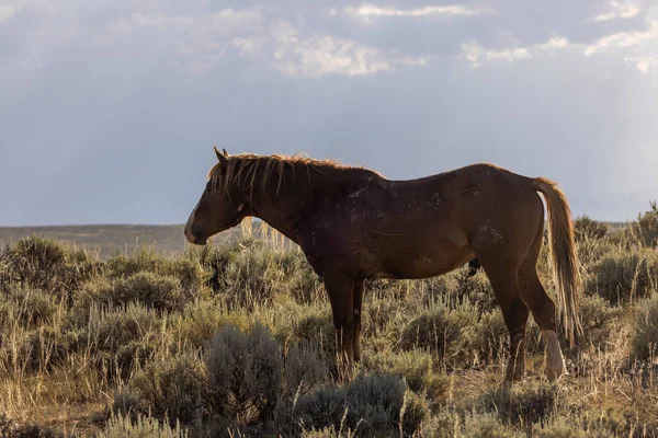 Ein Wildes Pferd Sommer Der Wüste Von Wyoming — Stockfoto