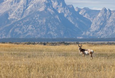 Grand Teton Ulusal Parkı 'nda sonbaharda bir antilop geyiği.