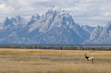 Grand Teton Ulusal Parkı 'nda sonbaharda bir antilop geyiği.