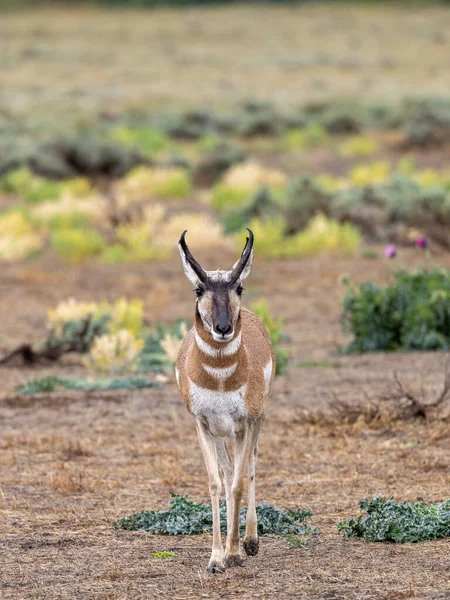 Пророчі Антилопи Національному Парку Гранд Титон Штат Вайомінг Восени — стокове фото