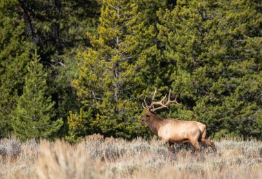 Wyoming 'deki sonbahar monotonluğu sırasında bir boğa geyiği.