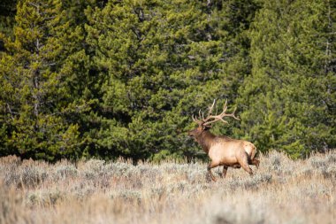 Wyoming 'deki sonbahar monotonluğu sırasında bir boğa geyiği.
