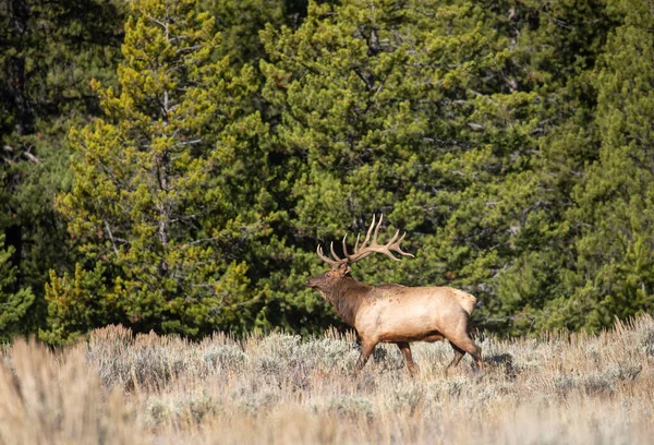 Wapiti Taureau Pendant Ornière Automne Dans Wyoming — Photo