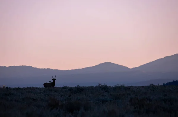 Egy Bika Jávorszarvas Napkeltekor Rutin Alatt Wyoming Ősszel — Stock Fotó