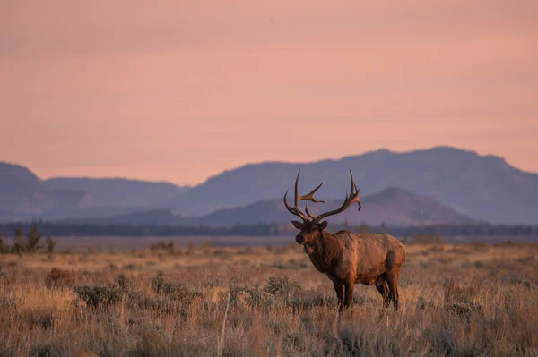 Býk Úsvitu Při Jízdě Wyomingu Podzim — Stock fotografie