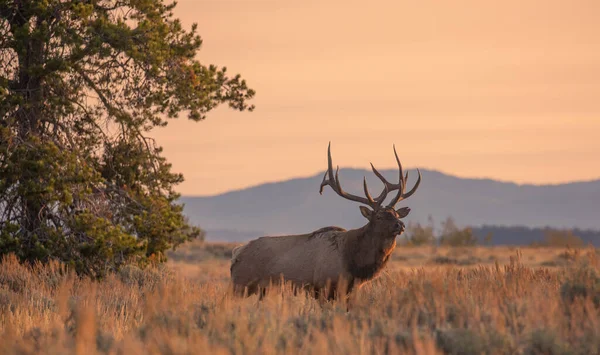 Bull Elk Sunrise Rut Wyoming Autumn — Stock Photo, Image
