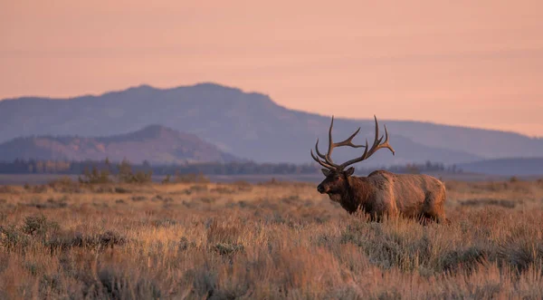 Een Stier Eland Bij Zonsopgang Tijdens Sleur Wyoming Herfst — Stockfoto