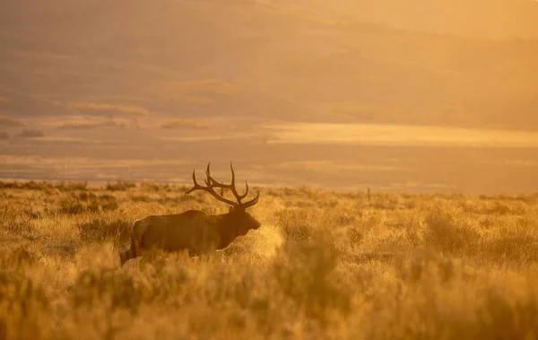 Bull Elk Sunrise Rut Wyoming Autumn — Stock Photo, Image