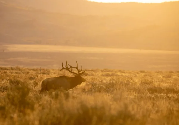 Wapiti Taureau Lever Soleil Pendant Ornière Dans Wyoming Automne — Photo