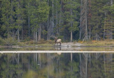 Wyoming 'deki sonbahar monotonluğu sırasında bir göle yansıyan boğa geyiği.