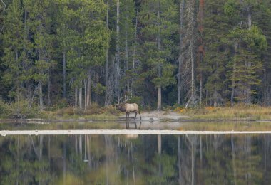 Wyoming 'deki sonbahar monotonluğu sırasında bir göle yansıyan boğa geyiği.