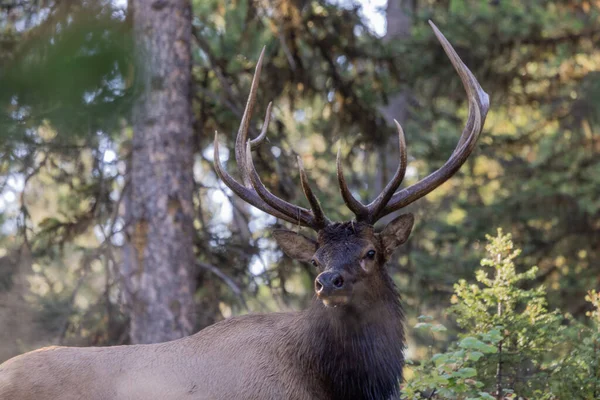 Bull Elk Fall Rut Wyoming — Stock Photo, Image