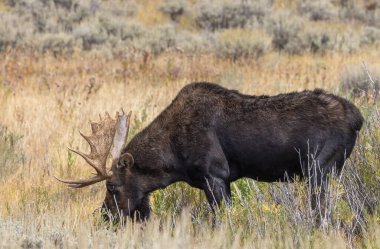 Wyoming 'deki sonbahar monotonluğu sırasında bir geyik.