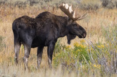 Wyoming 'deki sonbahar monotonluğu sırasında bir geyik.