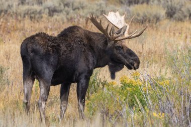 Wyoming 'deki sonbahar monotonluğu sırasında bir geyik.