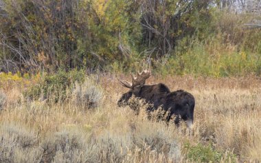 Wyoming 'deki sonbahar monotonluğu sırasında bir geyik.