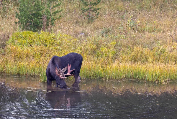 Bull Moose Pond Wyoming Autumn — Stock Photo, Image