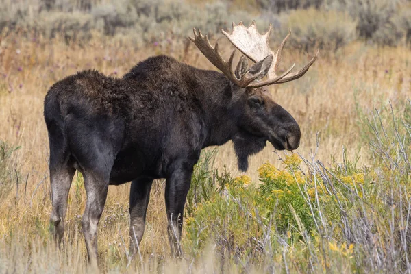 Alce Toro Durante Rutina Otoño Wyoming —  Fotos de Stock
