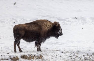 Yellowstone Ulusal Parkı Wyoming 'de kışın bizon.